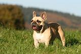 BOULEDOGUE FRANCAIS 1223